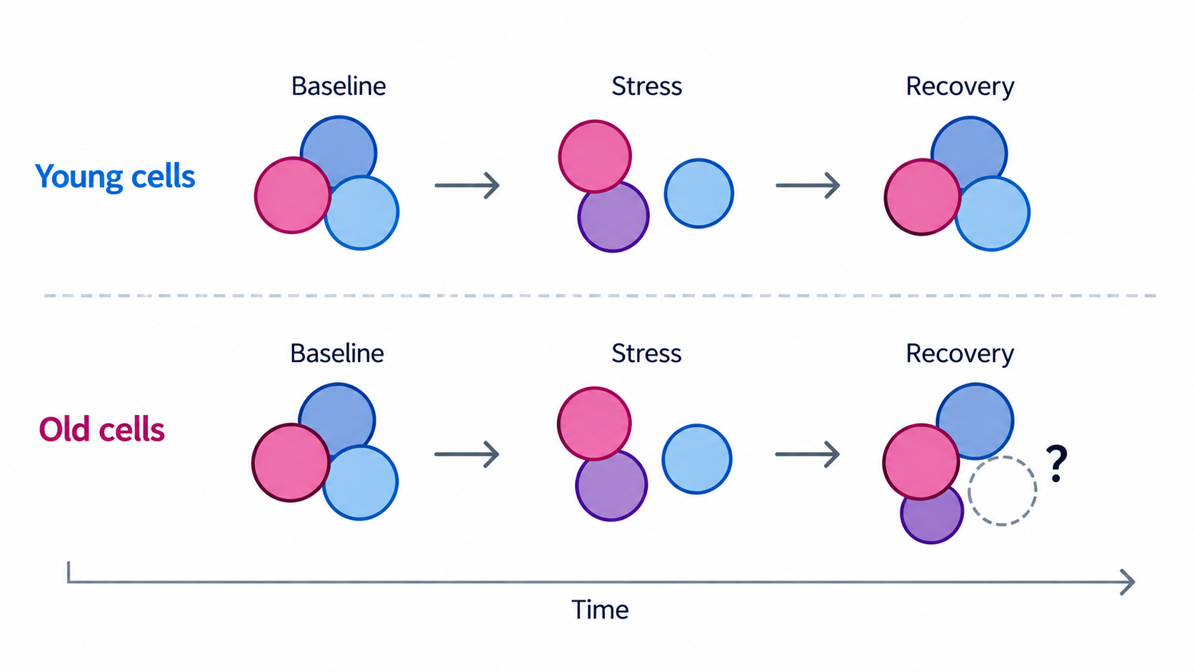 Conceptual schematic for Dynamic assembly states
