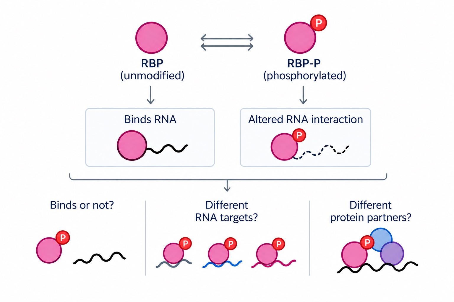 Conceptual schematic for Phosphorylation and RBP–RNA interactions