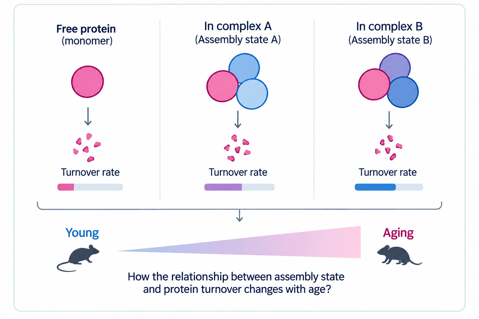 Conceptual schematic for Assembly states and protein lifetime